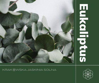 Eukaliptus - pierwsza pomoc w udrażnianiu nosa